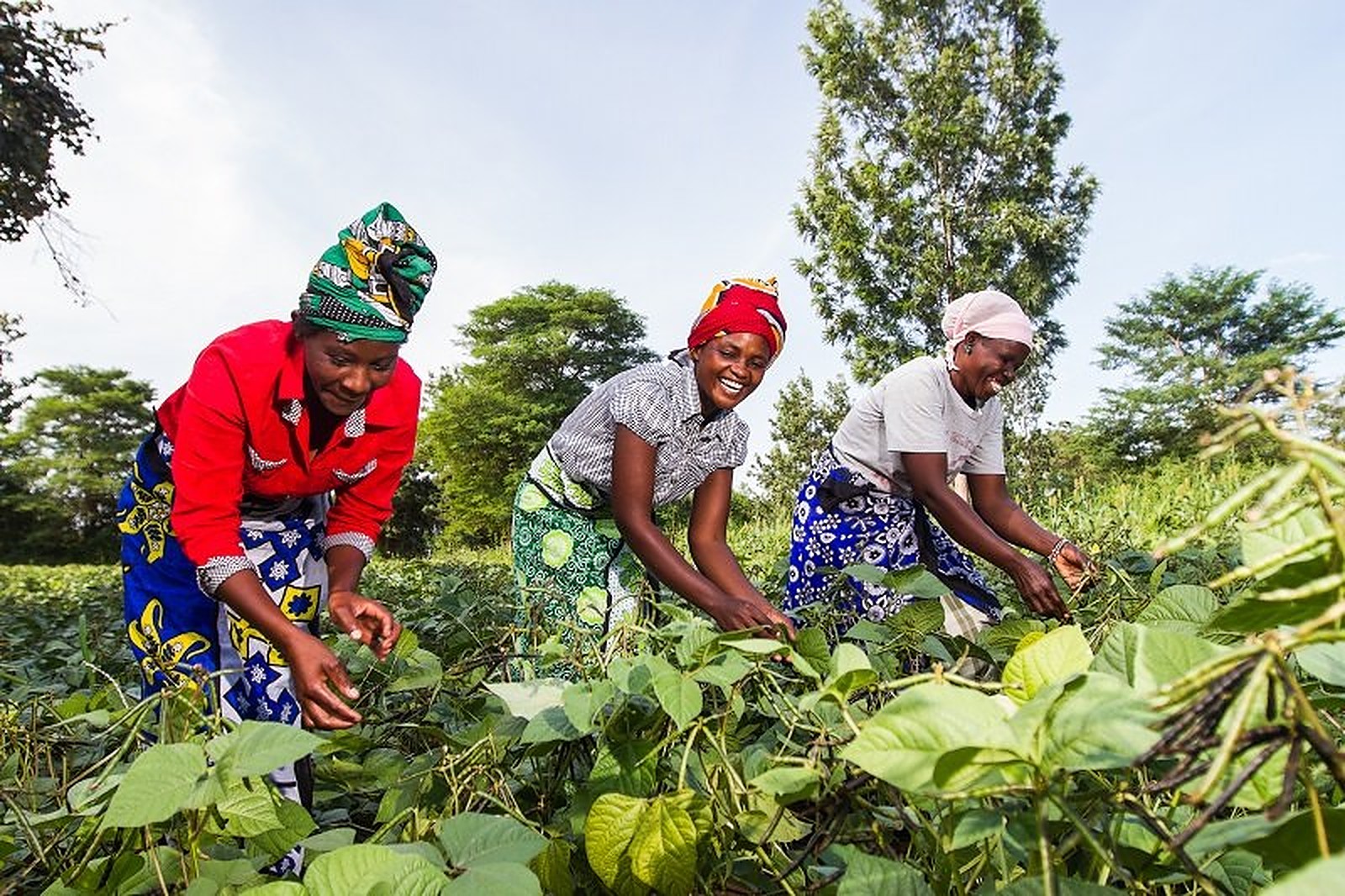 Nigerian women farmers working together in a field